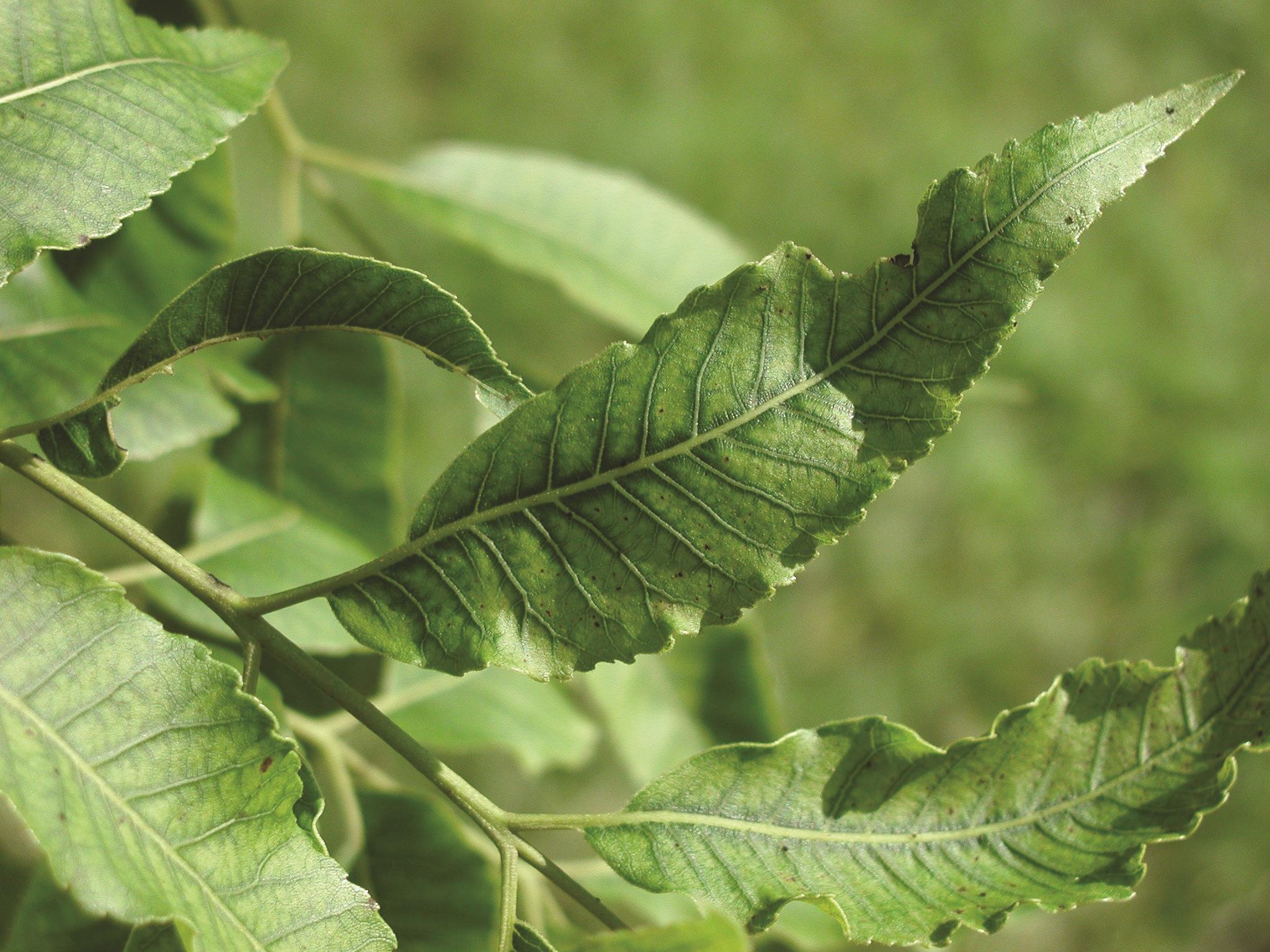 Zinc Deficiency